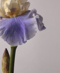 Close up Beige, lilac, violet Iris Flower bud, twig on gray. Art Minimalist still life. Natural art...