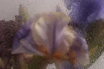 Smoke Soft focus violet, lilac, beige Iris Flower bouquet through glass with water drops. Abstract...