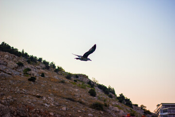 Majestic seagull gliding above rocky terrain, wings spread wide against soft twilight gradient sky,...