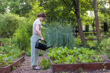 Young woman watering vegetables in raised garden bed using watering can. Sustainable gardening,...