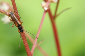 Tobacco-coloured longhorn beetle (Alosterna tabacicolor)