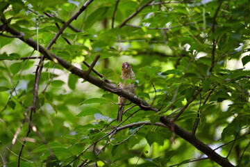 gąsiorek na gałęzi