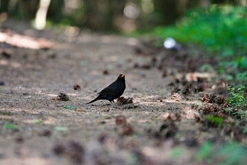 kos na ziemi © Piotr