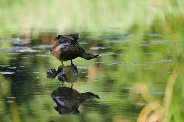 kaczka stojąca na kamieniu nad wodą © Piotr