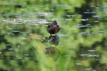 kaczka stojąca na kamieniu nad wodą