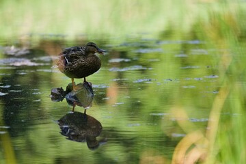 kaczka stojąca na kamieniu nad wodą © Piotr