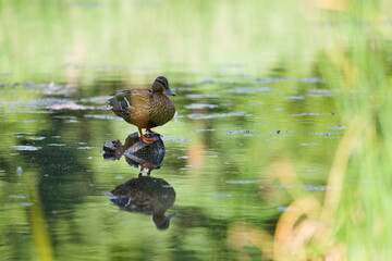 kaczka stojąca na kamieniu nad wodą © Piotr