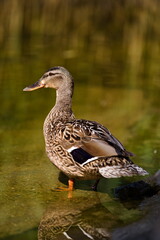 krzyżówka przy brzegu