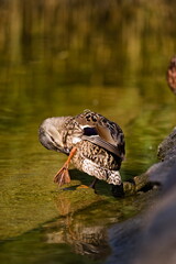 krzyżówka przy brzegu