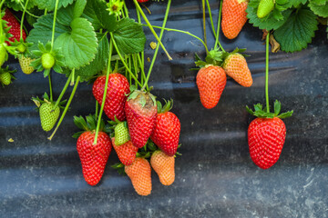 Strawberry fruit with white spot fungus. Gardening, horticulture and organic agriculture concept,...