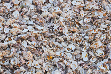 Oyster Shell Pile Background