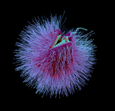 Giant virus like Mimivirus, Catovirus naegleriensis (CatV), Naegleriavirus (NiV) with starfish-shaped edges. Membrane DNA release occurs at the stargate. 3d rendering.