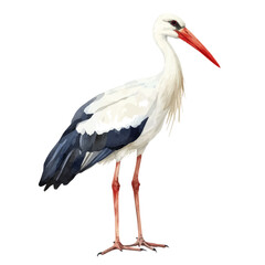Stork, watercolor clipart vector, isolated on a white background.