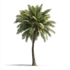  Palm tree on white background