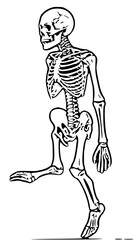 Walking Human Skeleton – Black and White Vector Illustration

