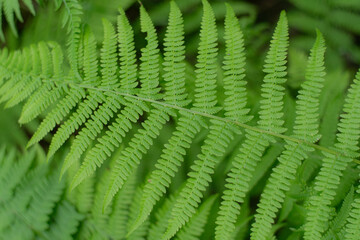  Close-up of a vivid green fern frond showing detailed texture and symmetry, set against a soft background of additional ferns.
