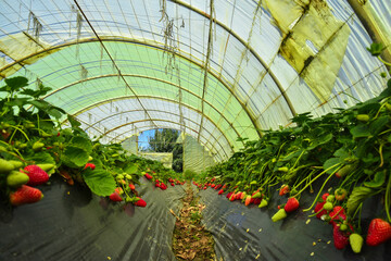 Greenhouse farms in state of Jijel, Algeria, growing vegetables cultivation in Africa, agriculture...