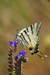Swallowtail Podalirius Swallowtail beautiful big butterfly sits on flower insect nature macro