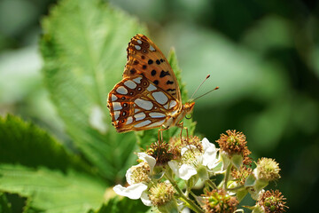 mother-of-pearl latonia beautiful bright butterfly sits on a flower insect nature Bulgaria macro