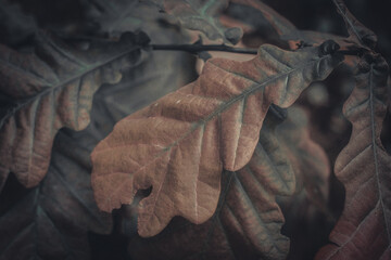 A detailed view of a dry, brown oak leaf with fine textures and dark, moody tones that highlight...