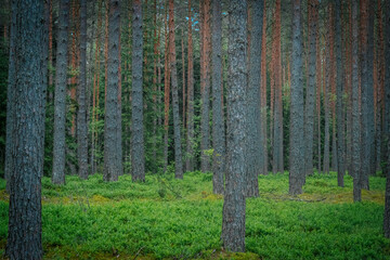 Tall pine trees stand in a densely packed forest with a carpet of bright green moss and shrubs...