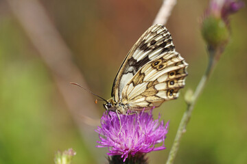 
Variegated eye Galatea beautiful bright butterfly sits on a flower insect nature Bulgaria macro