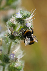 big black ground bumblebee sits on flower insect nature Bulgaria