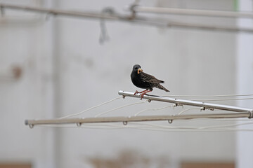 A bird with a worm in its mouth on a clothesline. Urban fauna.