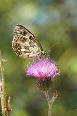 
Variegated eye Galatea beautiful bright butterfly sits on a flower insect nature Bulgaria macro