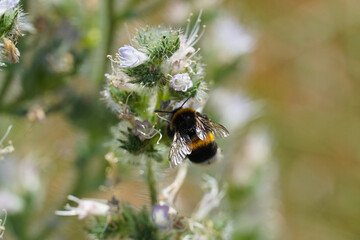 big black ground bumblebee sits on flower insect nature Bulgaria