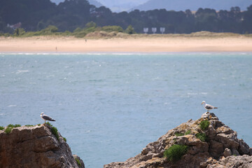 Gulls resting on the rocks near the beach