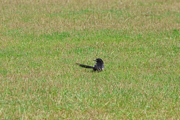 A magpie on the grass in summer.