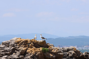 Gulls resting on the rocks near the beach