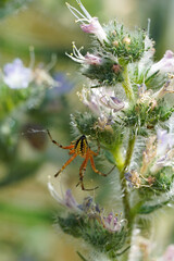 Neoscona adianta small orb-weaver spider weaving a web on a flower insect nature Bulgaria