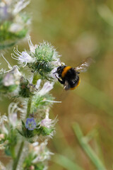 big black ground bumblebee sits on flower insect nature Bulgaria