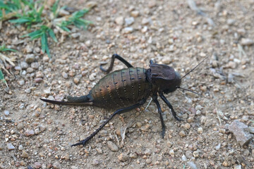 Bradyporus Dasypus Black wheaten chicken big black grasshopper rare species insect nature Bulgaria...