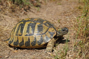 large Balkan tortoise walks on the ground animal world of Bulgaria close-up