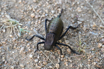 Bradyporus Dasypus Black wheaten chicken big black grasshopper rare species insect nature Bulgaria...
