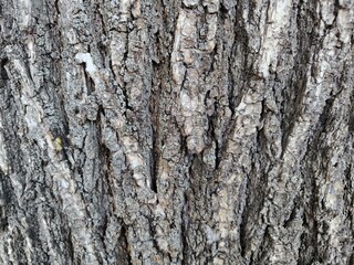 bark of a tree