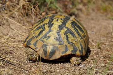large Balkan tortoise walks on the ground animal world of Bulgaria close-up