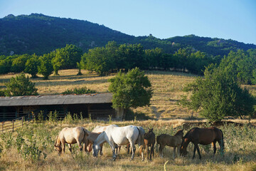 group of horses grazing in a meadow grass bushes trees mountains nature Bulgaria