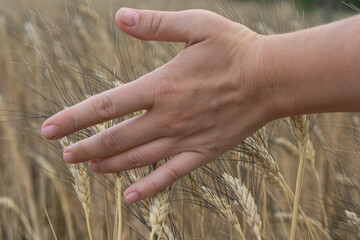 A female hand gently touching the ripe golden ears of wheat in a vast field, symbolizing connection...