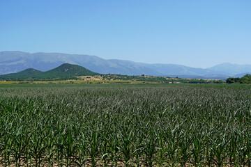 field with green corn grass greenery cereal cob industrial crop nature bulgaria mountains background texture