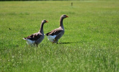 Two farm geese walking through a green meadow on a sunny day. Peaceful rural scene with domestic birds exploring nature. Concept of countryside life, free-range animals, and simple living.