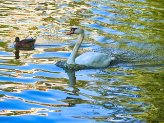 White Mute Swan Swimming on Reflecting Water