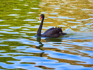 Beautiful black swan swims on the lake.