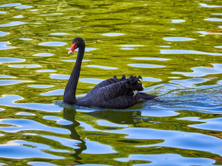 Beautiful black swan swims on the lake.