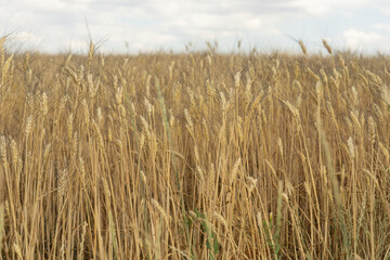 A vast golden wheat field under a light cloudy sky, showcasing the ripe harvest ready for collection, concept of agriculture, food industry, rural landscapes