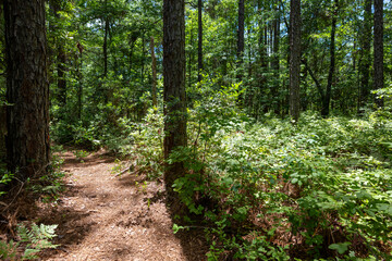 Fototapeta premium Forest pathway surrounded by lush greenery invites exploration on a sunny day