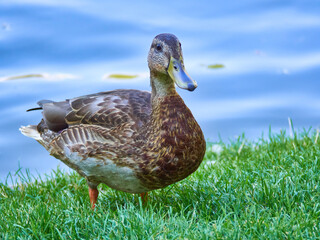 Female Mallard Duck on Grassy Bank